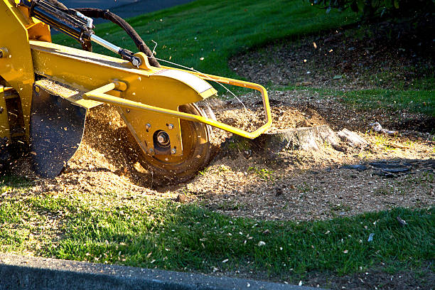 Best Lawn Drainage Solutions  in Fabrica, TX