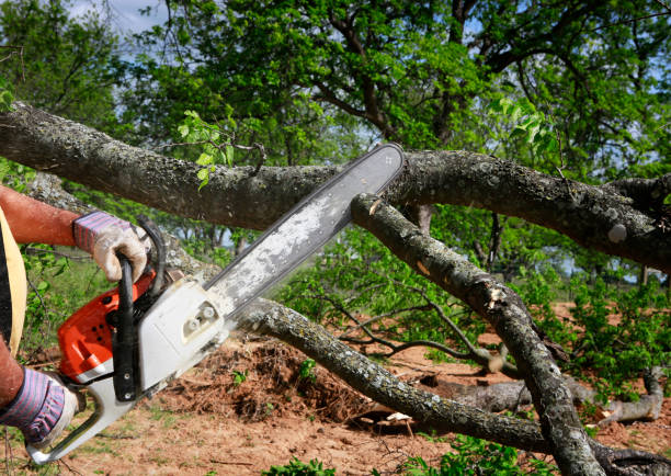 Lawn Maintenance Plans in Fabrica, TX
